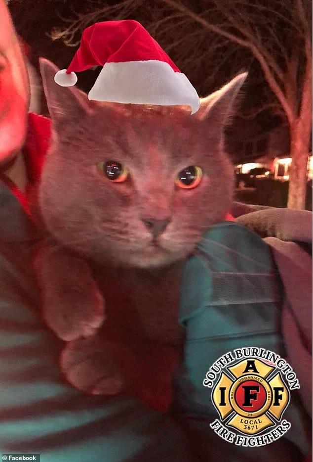 美国男子爬到树上去抓猫结果人和猫都被卡树上,无奈求助消防员