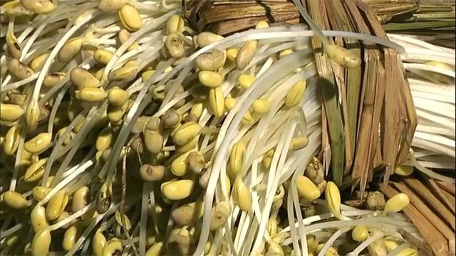 日本农民是怎么发豆芽的?要不是亲眼所见,还不了解有这种方法