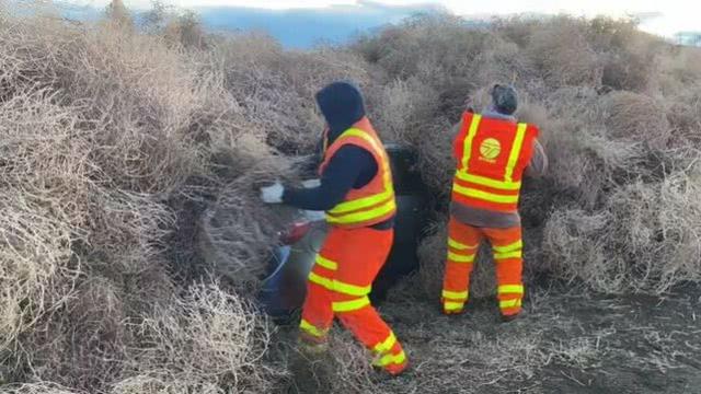 “风滚草大军”入侵美国州际公路,道路封闭多辆车被埋