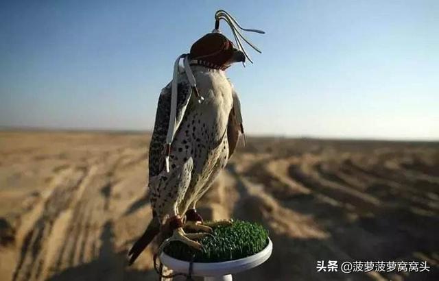 世界上最烧钱的宠物,迪拜土豪们的最爱,饲养成本高达一千万