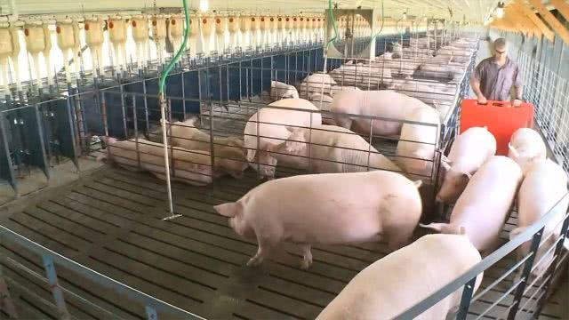 美国为何能成为养猪第一大国,看看猪粪的处理,美国人太聪明了