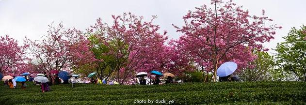 在家云旅游:中国最美赏樱胜地,藏在福建小山村,种植10万株樱花