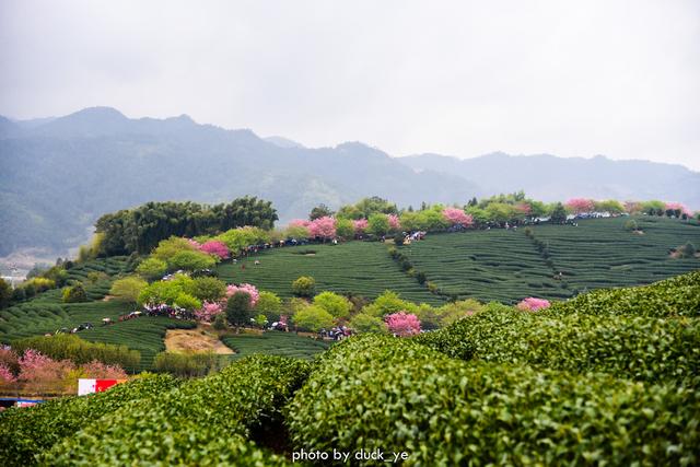 在家云旅游:中国最美赏樱胜地,藏在福建小山村,种植10万株樱花