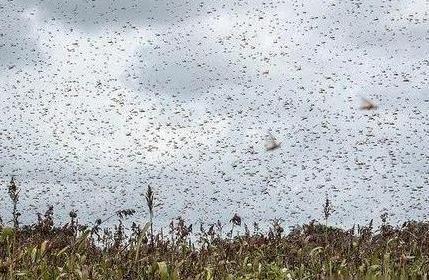 英国刮狂风、澳洲发洪水、非洲闹蝗灾,2020年:我太难了