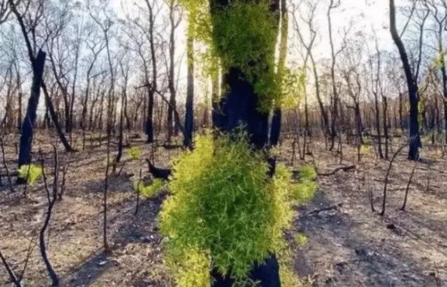 澳大利亚植被开始复苏,然而科学家认为:这才是悲剧的开始!