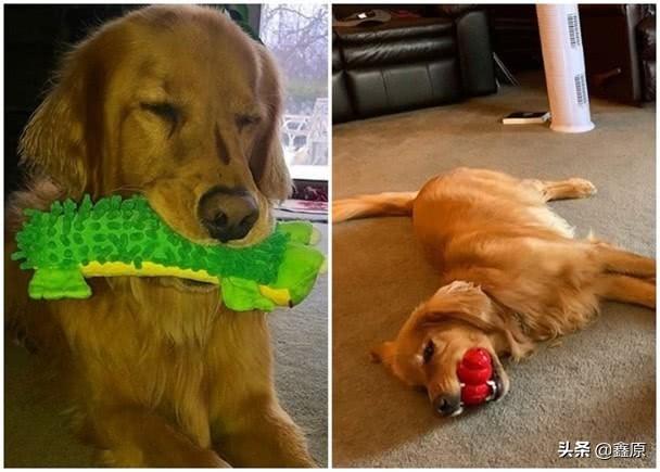 纽约金毛犬一口能叼住6枚网球,势将打破吉尼斯世界纪录