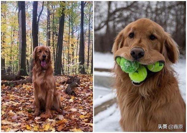 纽约金毛犬一口能叼住6枚网球,势将打破吉尼斯世界纪录