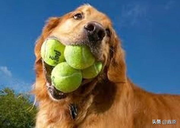纽约金毛犬一口能叼住6枚网球,势将打破吉尼斯世界纪录