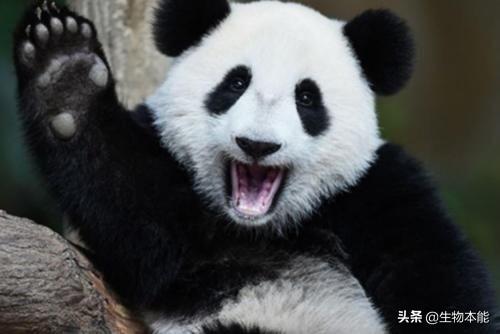 第一只被“退货”的大熊猫,外国人含泪送回,中国人笑出内伤