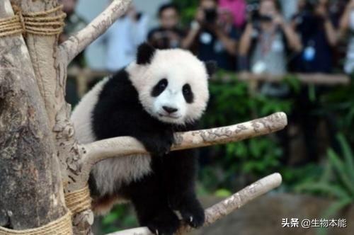 第一只被“退货”的大熊猫,外国人含泪送回,中国人笑出内伤