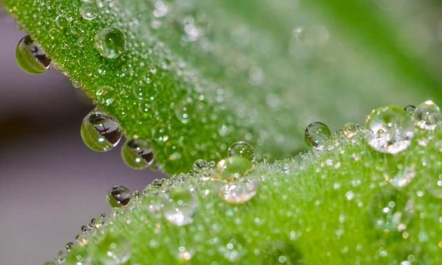 明天雨水节气,农谚:早晨落雨晚担柴,下午落雨打草鞋,啥意思