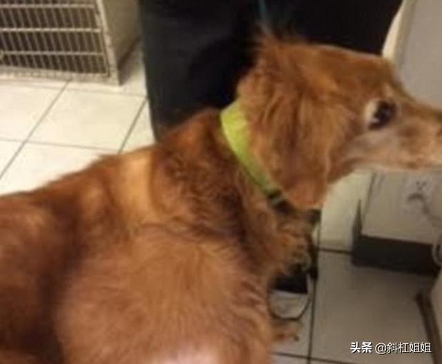 狗狗因身患肿瘤被主人狠心抛弃,被好心人救下后让人惊喜