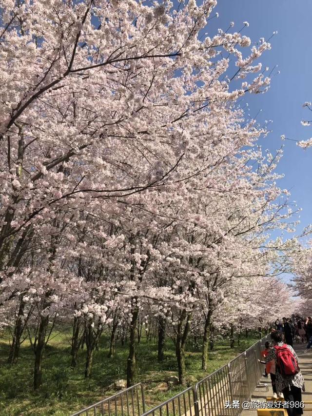 相约今春3月到贵州看樱花,能否成行