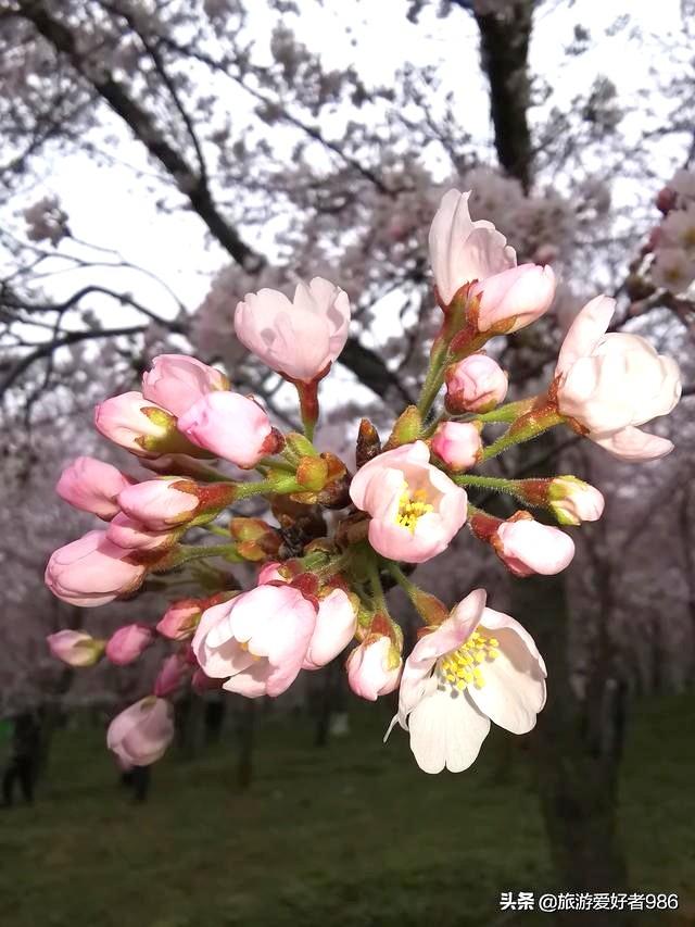 相约今春3月到贵州看樱花,能否成行
