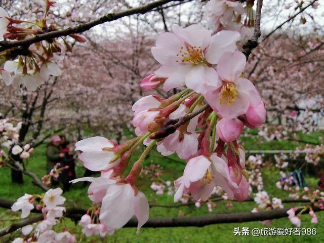 相约今春3月到贵州看樱花,能否成行
