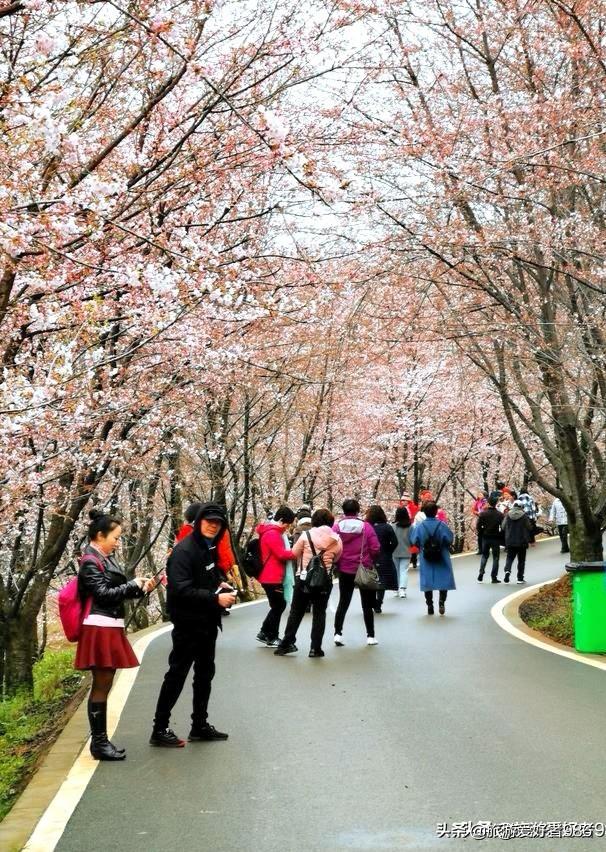 相约今春3月到贵州看樱花,能否成行