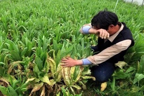土地不集中、技术落后,互联网如何拯救中国种植业
