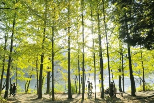韩国旅游:首尔南怡岛,一年四季都拥有美景和雅韵,一起看看吧