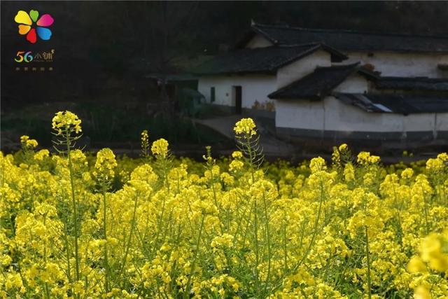 它是四川唯一的县级国家历史文化名城,人来人往,却鲜有游客