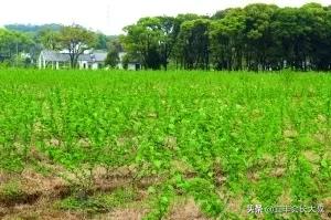 弋阳这个村730多年历史,江西省历史文化古村落