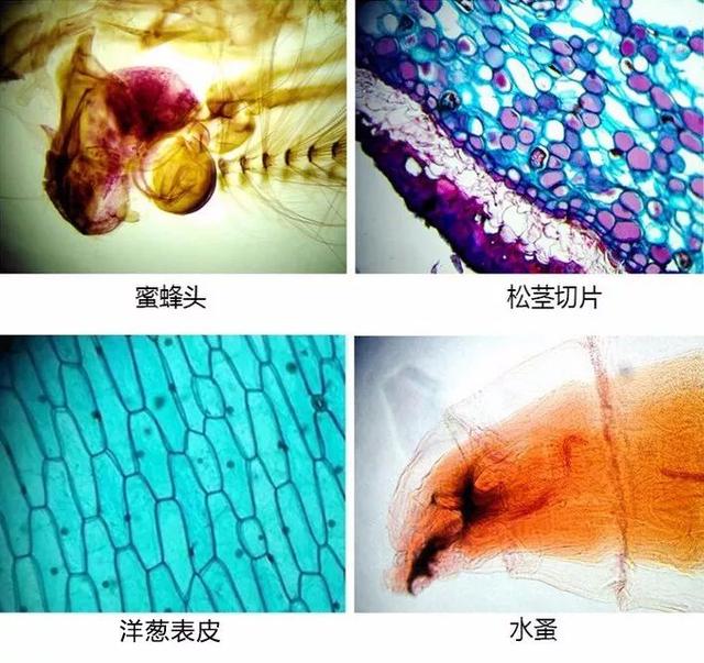 日本显微镜、德国显微镜、手机显微镜都可以看微观世界,你试过吗