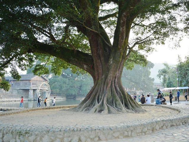 福建旅游不容错过的古镇,曾是电影拍摄地,拥有世界遗产