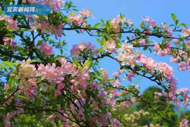 正式确定!宜宾又添3个4A景区,其中2个不要门票!