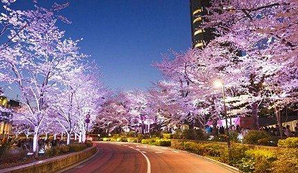 2020东京「夜樱」点灯景点巡礼,个个美不胜收,如临仙境
