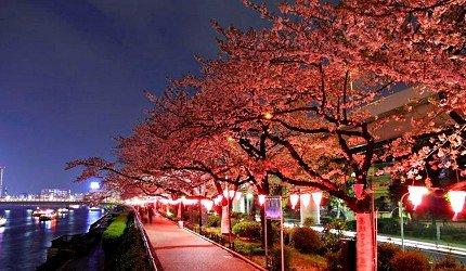 2020东京「夜樱」点灯景点巡礼,个个美不胜收,如临仙境
