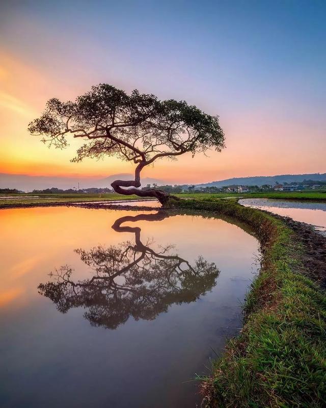 摄影欣赏丨树与光组成的一处处风景