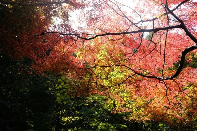 有马温泉的隐藏打卡地:一碗“山川异域,风月同天”的关东煮