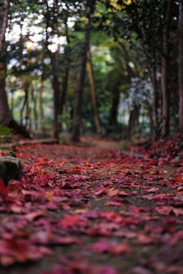 有马温泉的隐藏打卡地:一碗“山川异域,风月同天”的关东煮