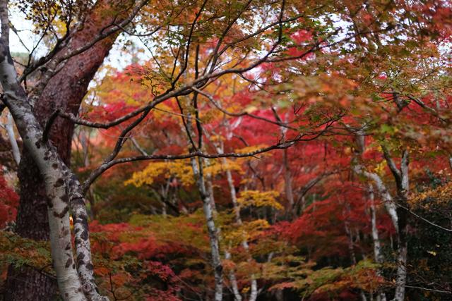 有马温泉的隐藏打卡地:一碗“山川异域,风月同天”的关东煮
