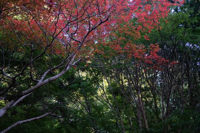 有马温泉的隐藏打卡地:一碗“山川异域,风月同天”的关东煮