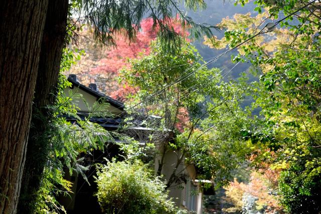 有马温泉的隐藏打卡地:一碗“山川异域,风月同天”的关东煮