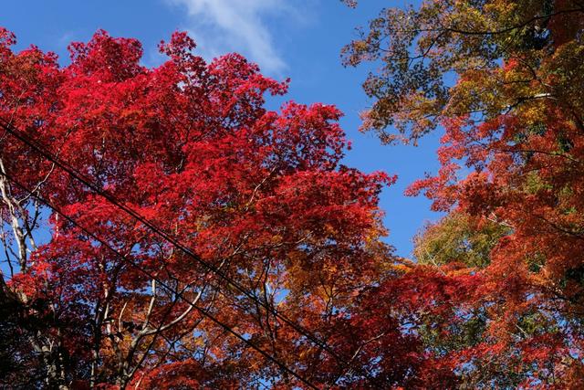 有马温泉的隐藏打卡地:一碗“山川异域,风月同天”的关东煮