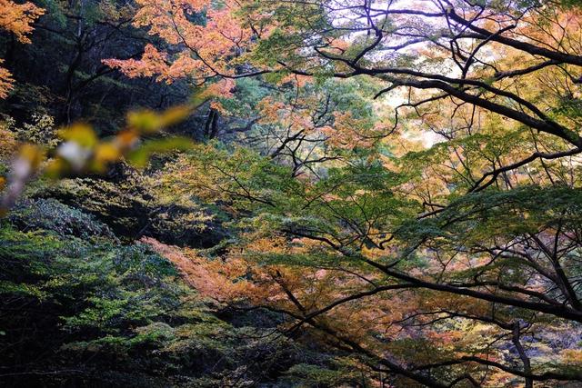 有马温泉的隐藏打卡地:一碗“山川异域,风月同天”的关东煮