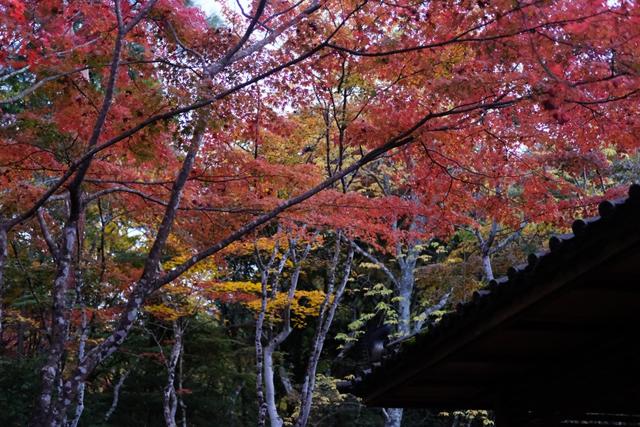 有马温泉的隐藏打卡地:一碗“山川异域,风月同天”的关东煮