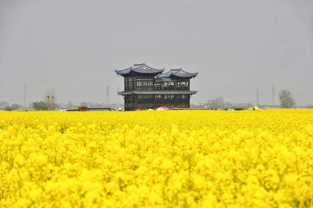 人民网点赞,中国最美水上油菜花田