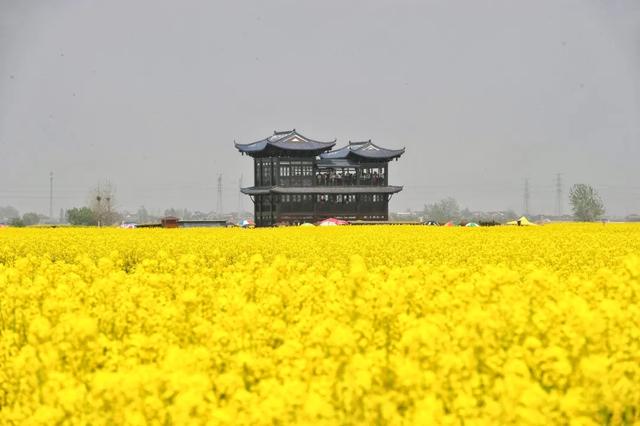 人民网点赞，中国最美水上油菜花田