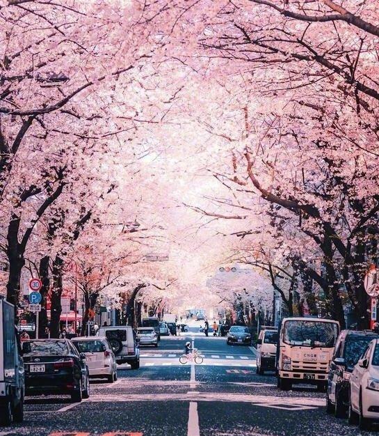 “日本的后厨”大阪:斜阳下的粉色浪漫,行走在关西的温柔浪人