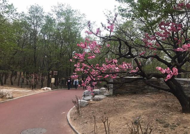 北京踏青去哪里?不要总是去玉渊潭