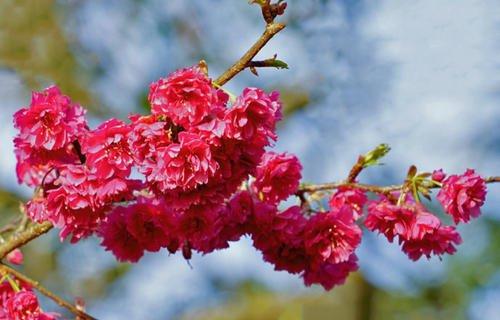 全球最大的一座樱花园,比日本樱花更加迷人,就在我国福建