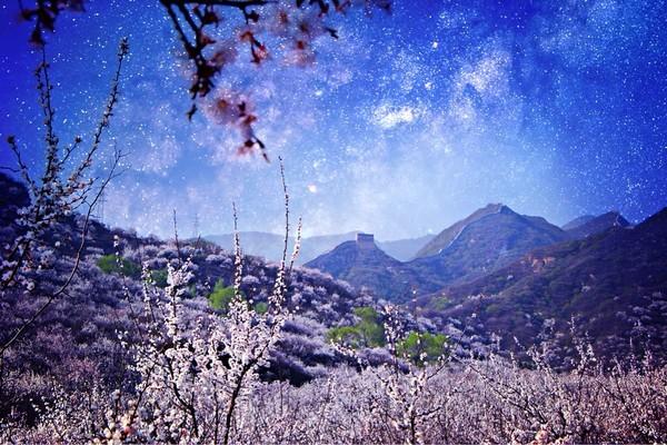 北京最美杏花所在地,人少景美,已正式进入花期