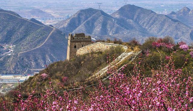 北京最美杏花所在地,人少景美,已正式进入花期