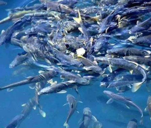 世界上鱼最多的湖泊，数量可达8亿斤，为何无人敢捕捞？