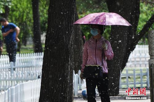 资料图:每逢春季,中国北方多地就会杨絮纷飞。武俊杰 摄