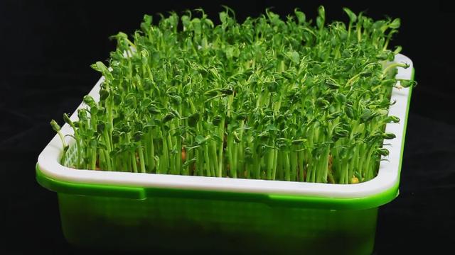 萝卜、白菜靠边站,这3种苗菜最近要常吃!清热润肺又通便
