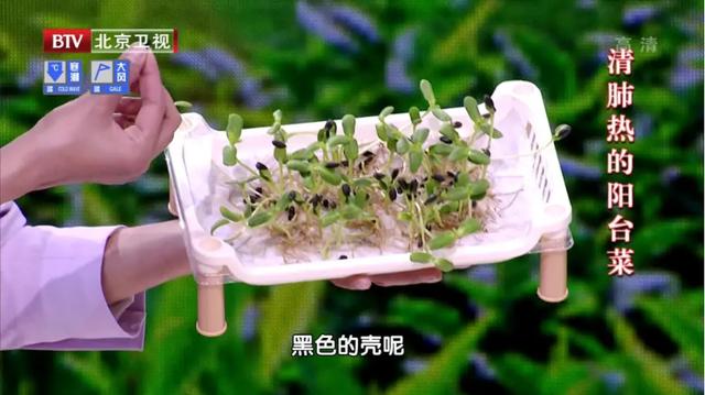 萝卜、白菜靠边站,这3种苗菜最近要常吃!清热润肺又通便