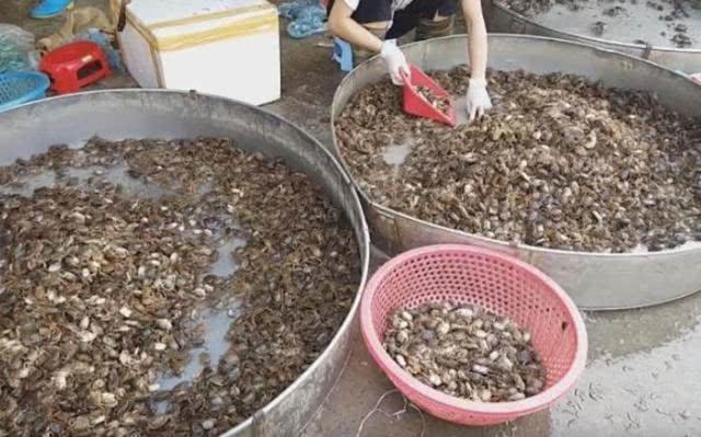 90后女孩街边卖“生螃蟹”8元一盘,每日能卖500盘,顾客都说好吃